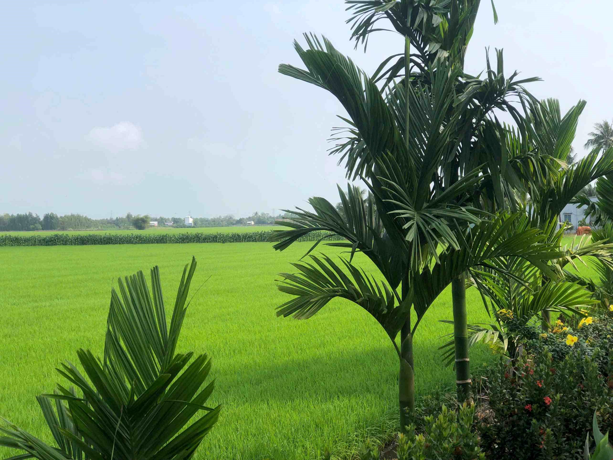 SCENIC VIEW MEKONG