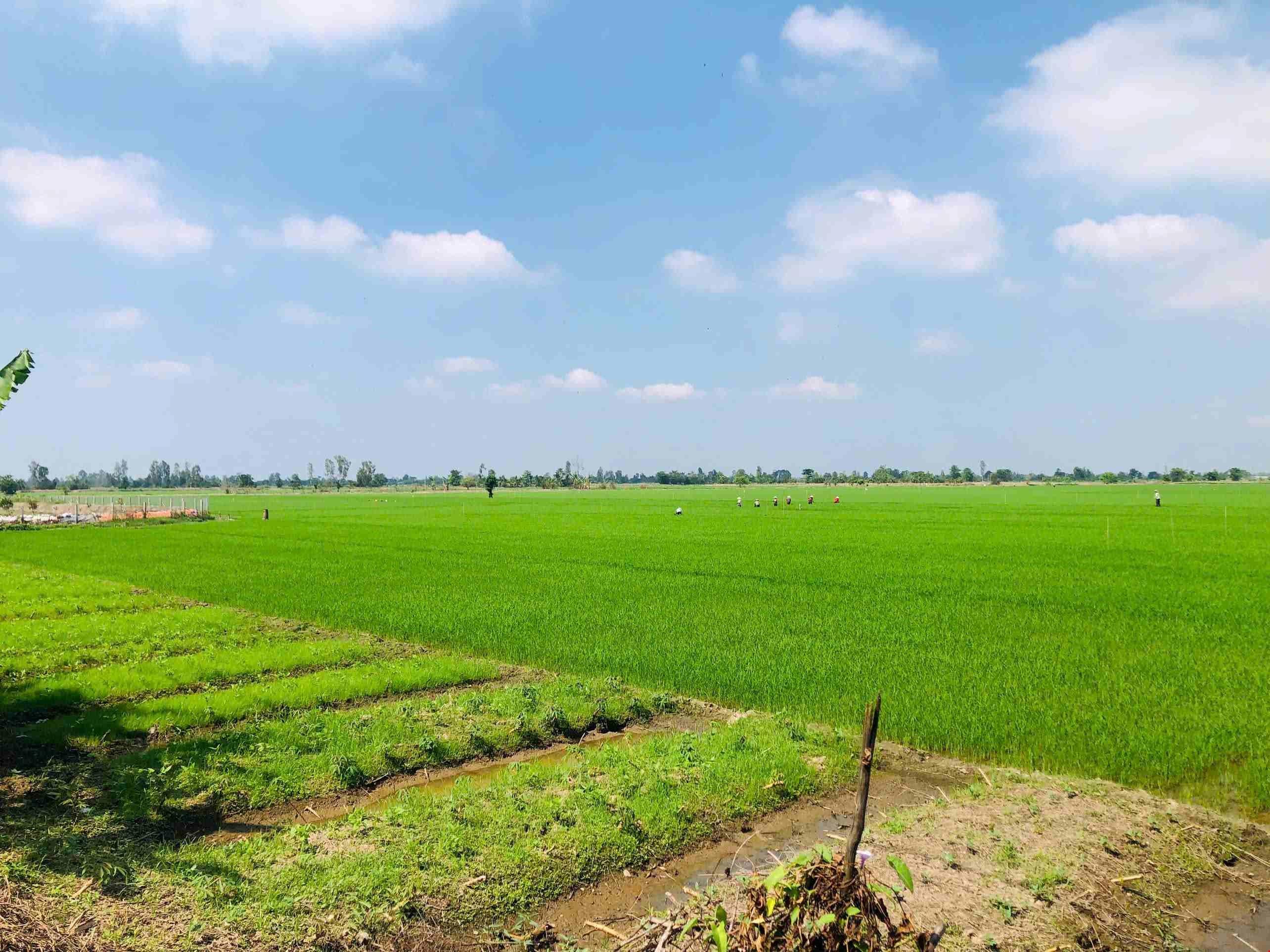 BIKKING PHONG DIEN-THOI LAI-CO DO-BANG LANG BIRD GARDEN 65KM